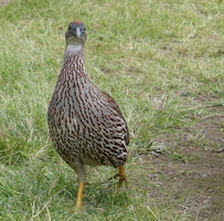 Erckel's Francolin